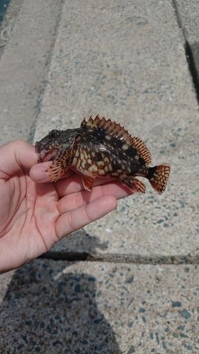 釣果
