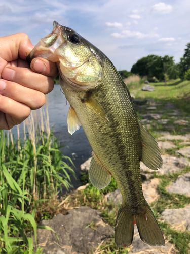 ラージマウスバスの釣果
