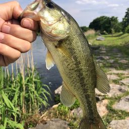 ラージマウスバス