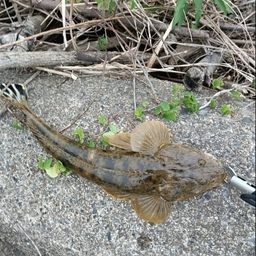 マゴチ