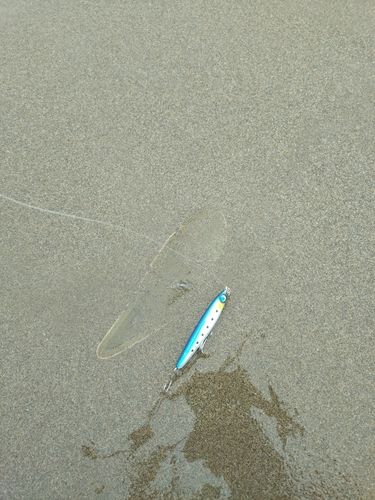 ウシノシタの釣果