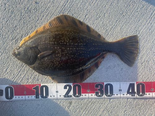 ヌマガレイの釣果