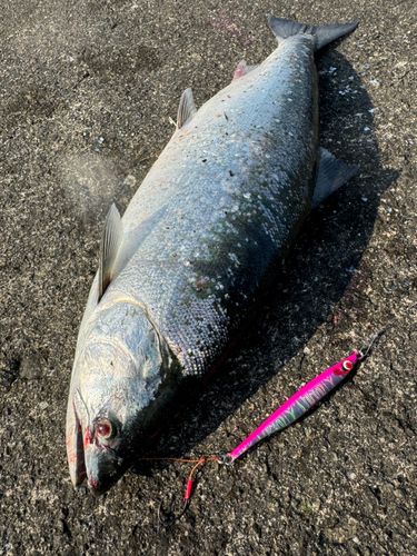 サクラマスの釣果