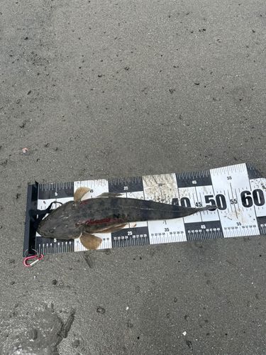 マゴチの釣果