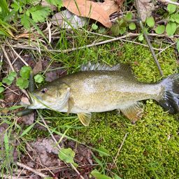 スモールマウスバス