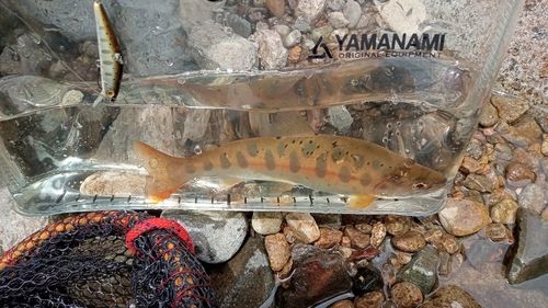 ヤマメの釣果