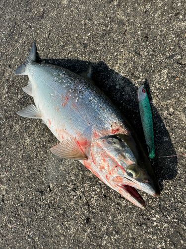 サクラマスの釣果