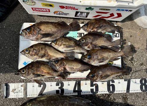 メバルの釣果