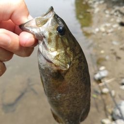 スモールマウスバス