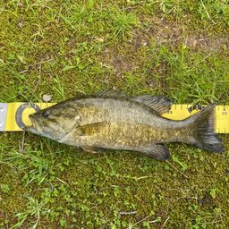 スモールマウスバス