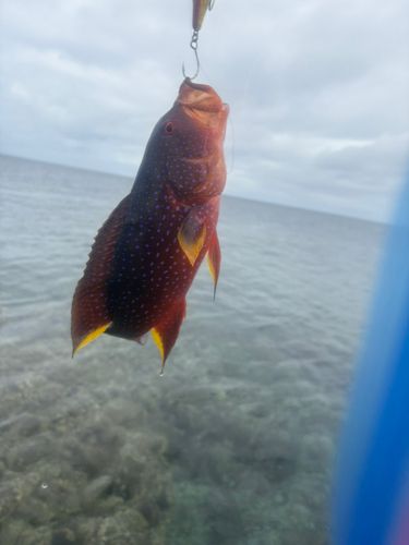 バラハタの釣果