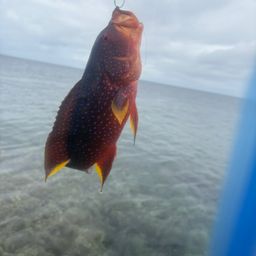 バラハタ