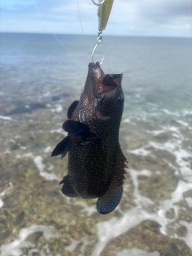 アオノメハタの釣果