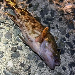 カサゴ