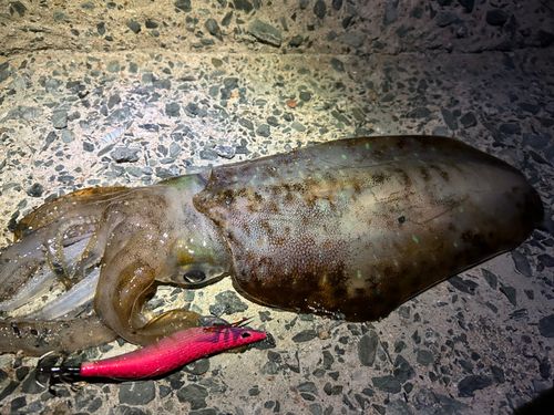アオリイカの釣果