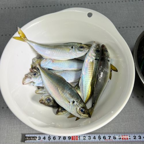 アジの釣果