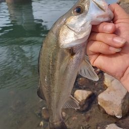 セイゴ（マルスズキ）