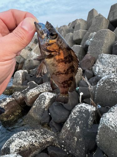 メバルの釣果