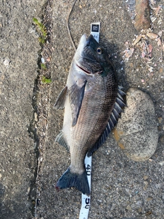 クロダイの釣果