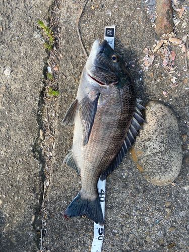 クロダイの釣果