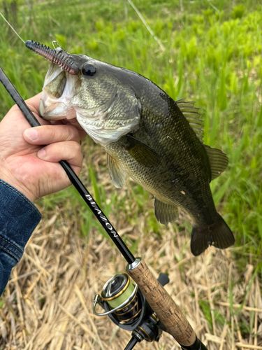 ラージマウスバスの釣果