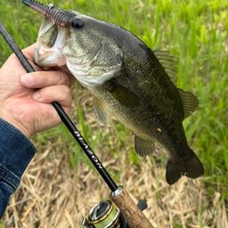 ラージマウスバス