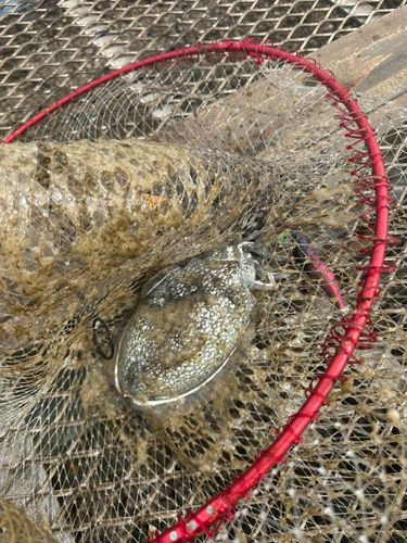 シリヤケイカの釣果