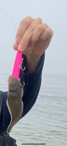 シタビラメの釣果
