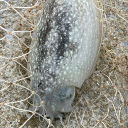 コウイカ