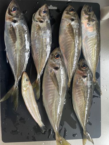 アジの釣果