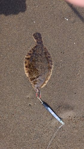 カレイ