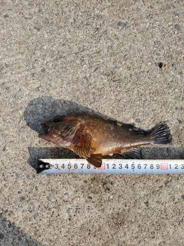 カサゴの釣果
