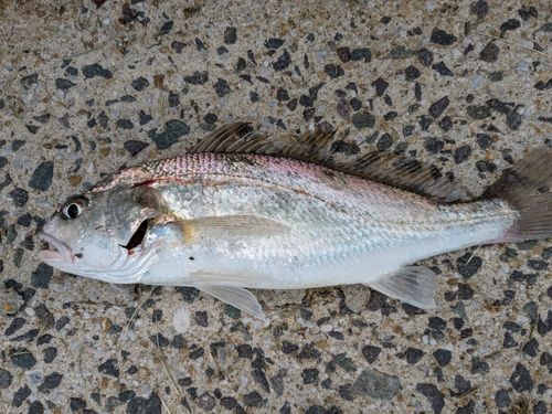 イシモチの釣果