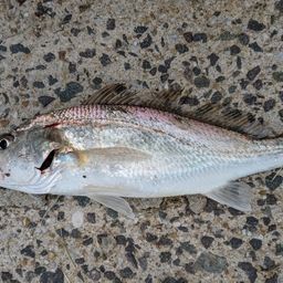 イシモチ