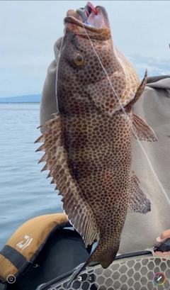 オオモンハタの釣果