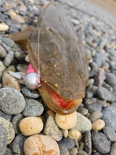 マゴチの釣果