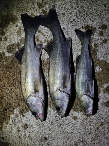 シーバスの釣果