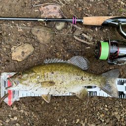 スモールマウスバス