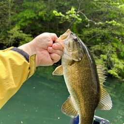 スモールマウスバス