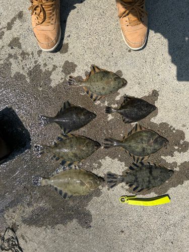 カレイの釣果