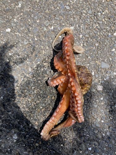 タコの釣果