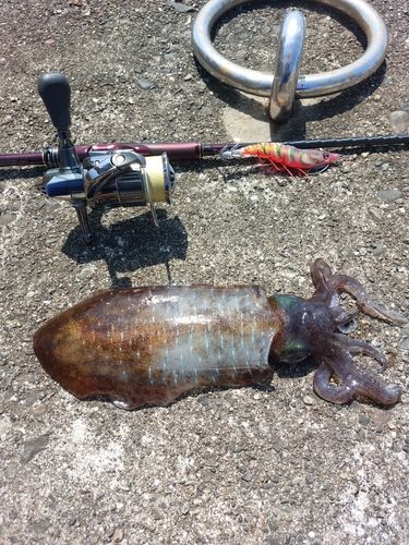 アオリイカの釣果