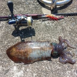 アオリイカ