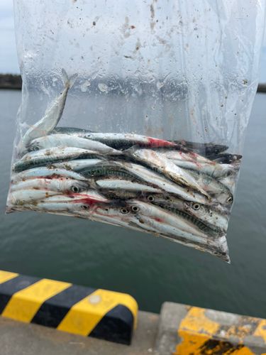 サバの釣果