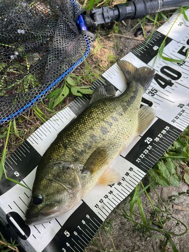 ブラックバスの釣果