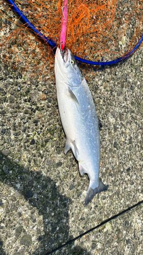 サクラマスの釣果