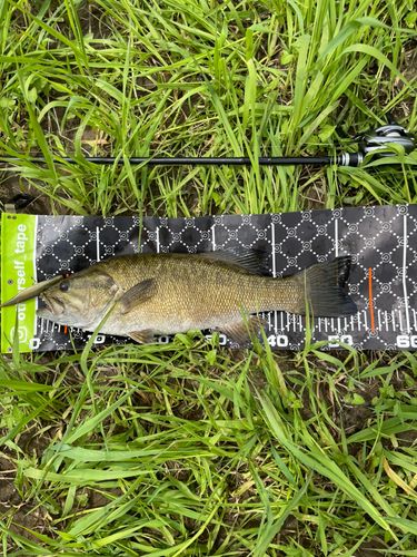 スモールマウスバスの釣果