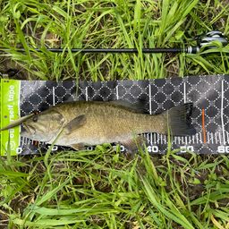 スモールマウスバス