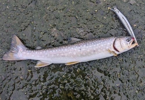 アメマスの釣果
