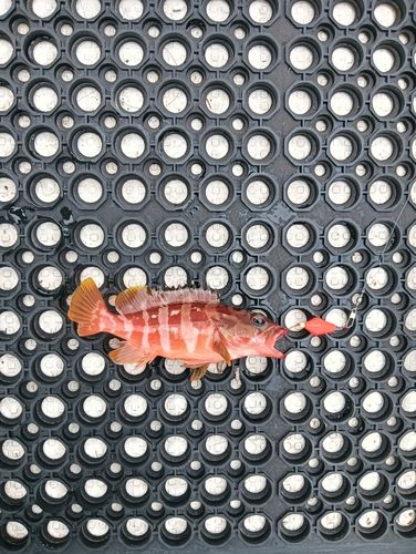 アカハタの釣果